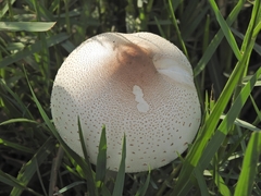 Fungi
