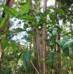 Flindersia australis