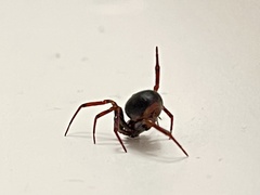 Steatoda hespera