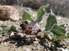 Asclepias californica