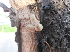 Fungi