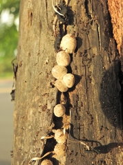 Fungi