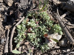 Nama californica