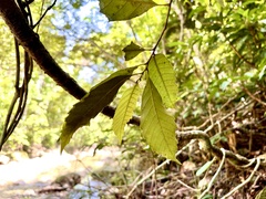 Castanopsis formosana