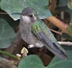 Cynanthus latirostris