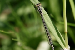 Coenagrion hastulatum