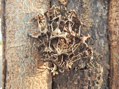 Fungi