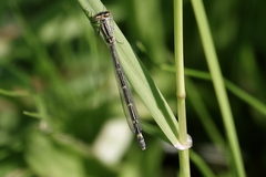 Coenagrion hastulatum
