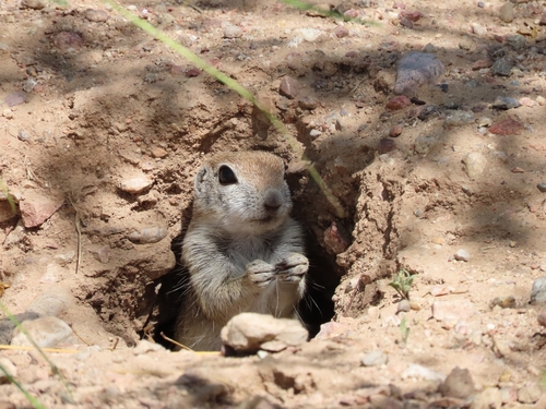 Round-tailed Ground Squirrel