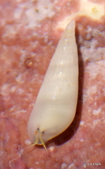 Melanella