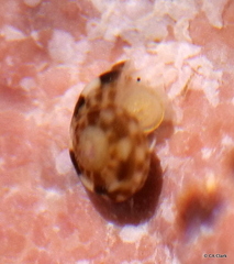 Trochida