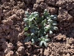 Nama californica