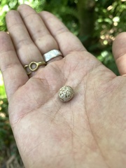 Castanopsis carlesii