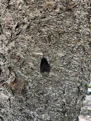 Histia flabellicornis