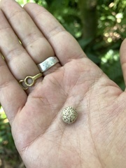 Castanopsis carlesii