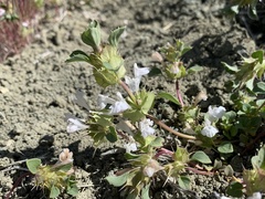 Acanthomintha obovata cordata