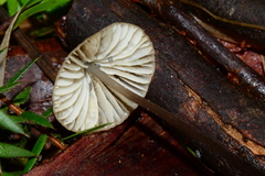 Entoloma readiae
