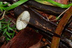 Entoloma readiae
