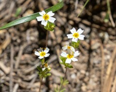 Leptosiphon oblanceolatus