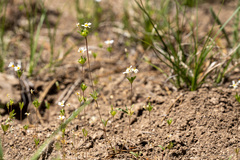 Leptosiphon oblanceolatus