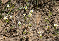 Leptosiphon oblanceolatus