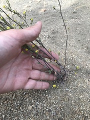 Descurainia californica