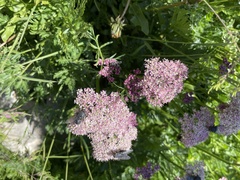 Mutellina purpurea