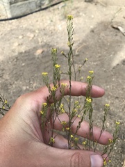Descurainia californica
