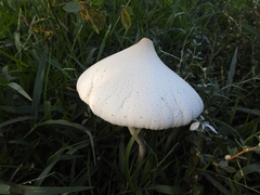 Fungi