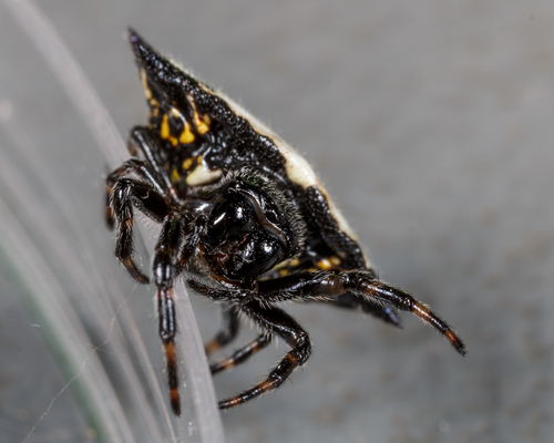 Spinybacked Orbweaver photo 3