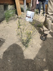 Descurainia californica