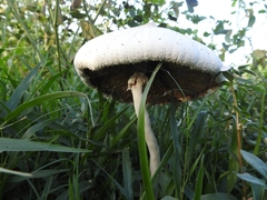Fungi