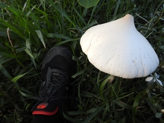 Fungi