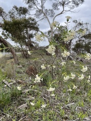 Pimelea stricta