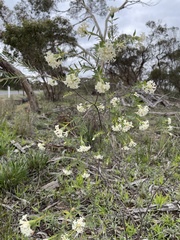 Pimelea stricta