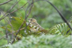 Anthus nilghiriensis