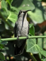 Cynanthus latirostris