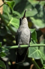 Cynanthus latirostris