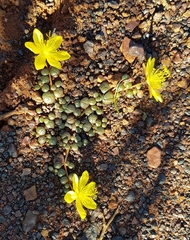 Portulaca cyclophylla