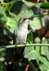 Cynanthus latirostris