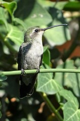 Cynanthus latirostris