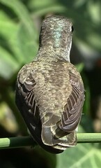 Cynanthus latirostris