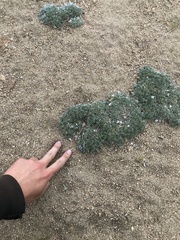 Lupinus breweri bryoides