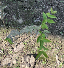 Myrciaria dubia