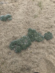 Lupinus breweri bryoides