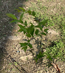 Myrciaria dubia