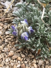 Lupinus breweri bryoides