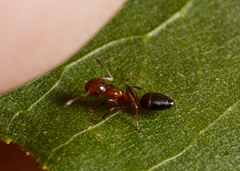 Colobopsis
