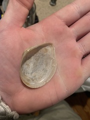 Austromacoma constricta