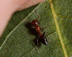 Colobopsis